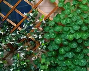 这18种花，挂窗台窜成绿窗帘，天热了遮阴真凉快！