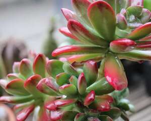 红稚莲 Echeveria macdougallii