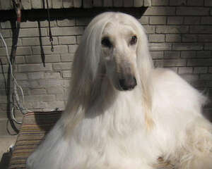 狗狗急性中暑怎么办