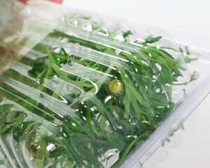 玛格丽特黄叶的原因和处理办法