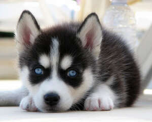 哈士奇幼犬的训练方法