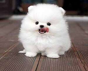 博美犬不能吃什么食物？