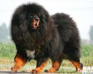 藏獒好养吗?藏獒怎么饲养?