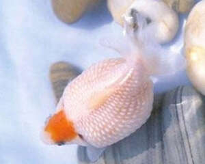 玫瑰红虎头龙睛的喂食要点