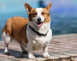 家中饲养柯基犬的缺点都有哪些？