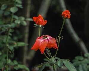 月季花的养殖方法，月季花栽培技术