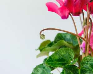 仙客来怎么养殖