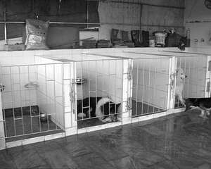 假期狗狗医院寄养的利弊分析