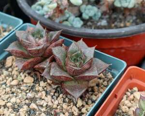 多肉白菊如何发根