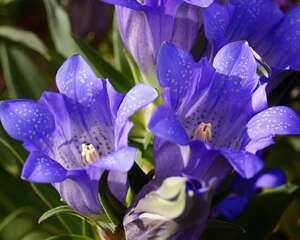 龙胆可提升肝脏功能