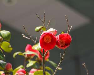 山茶花花语及代表意义，山茶花图片