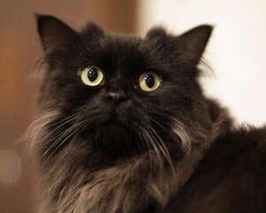 拉邦猫的养护知识