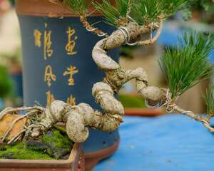 松树盆景的常见种类