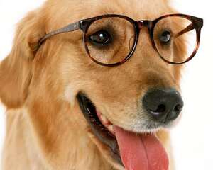 金毛吃什么对毛好？你都了解吗？