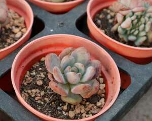 夏天多肉植物怎么浇水