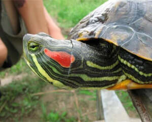 声音对龟龟的影响分析