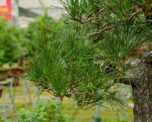 松树盆景怎么修剪