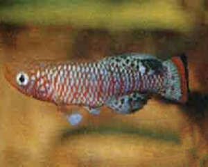 罗氏琴尾鱼的外形特点