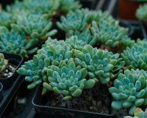 多肉植物多久浇一次水