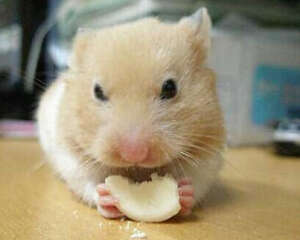 仓鼠需要吃的几种东西