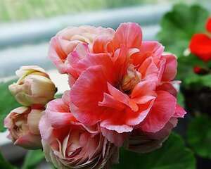 天竺葵丹尼斯碗