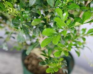 这花慎养，掉叶子第一名，光杆很难救活！