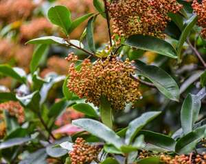 火棘叶子发黄怎么办