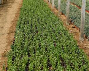 千屈菜的花语和传说