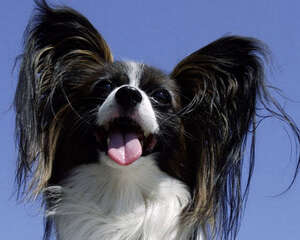 看耳朵知狗狗心事