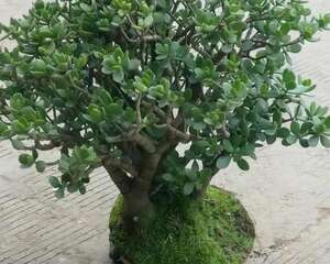 奶奶的破瓷盆养花，盆越小根越壮，1盆养了30年！