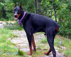 为什么杜宾犬要剪耳