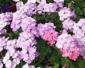 这花秋天必须养，1棵开成大花球，家里变成小花园！