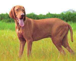 维兹拉犬的护理知识