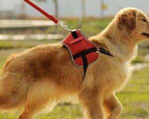 小狗带绳子不走怎么办？怎么让狗狗习惯牵引绳