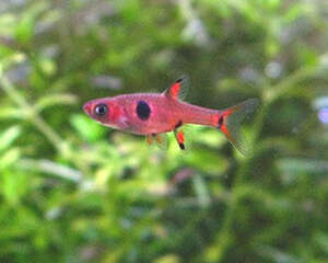 大点鲫的饲养环境