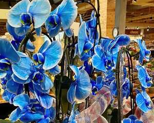 这花开的“有妖气”，一买就上当，回家就露馅儿！