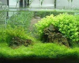 水族箱过滤设备应该具备三种功能