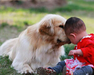 不要让狗狗影响到家庭