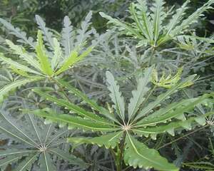 孔雀木的介绍与养护要点