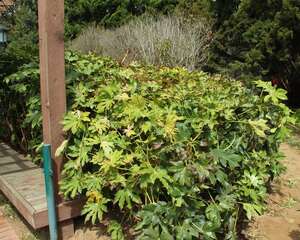 八角金盘的风水作用