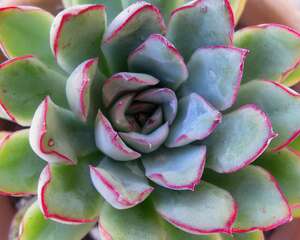 花月夜 Echeveria pulidonis