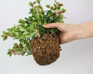 金鱼吊兰叶子长不好怎么办