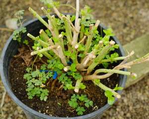 绣球叶子卷曲发焦怎么办