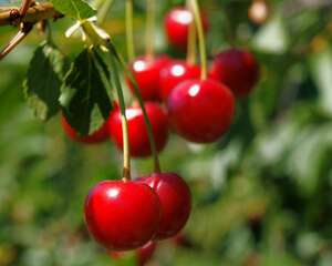 樱桃适合南方种植吗