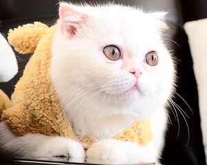 猫罐头推荐，猫粮品牌良心总结推荐