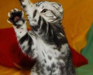 如何清除猫咪的牙结石