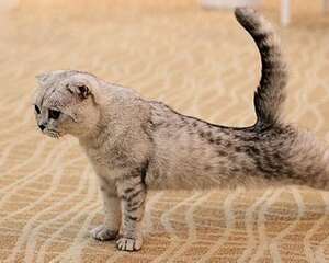怎样预防苏格兰折耳猫皮肤病