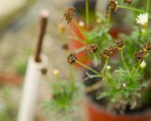 种植菊花株行距是多少