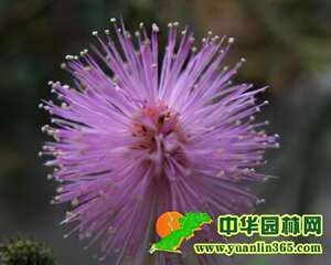 象征代表害羞的花卉