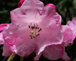 杜鹃花怎么养才能开的娇艳